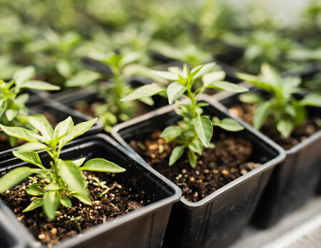 маленькие растения в горшках