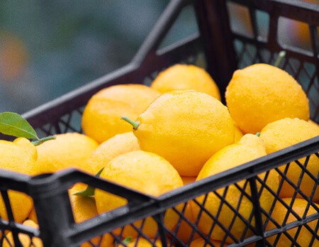 маленькие растения в горшках